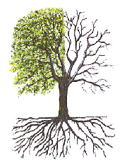 baum