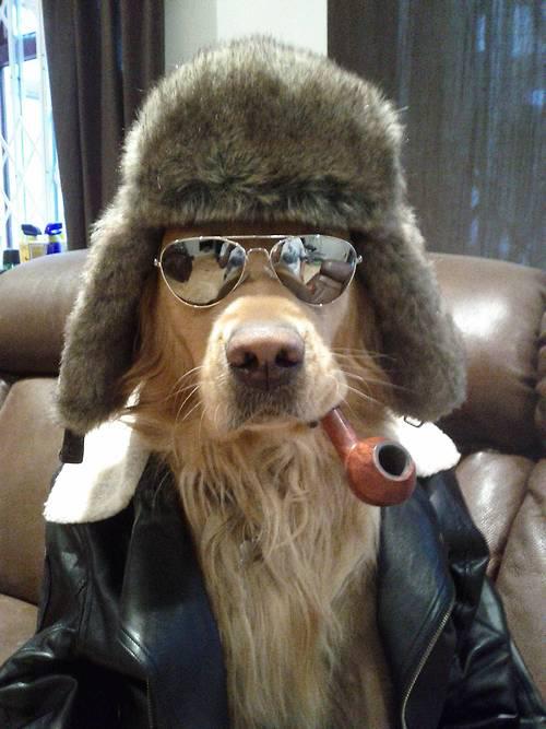 Hund mit Pfeife im Maul
