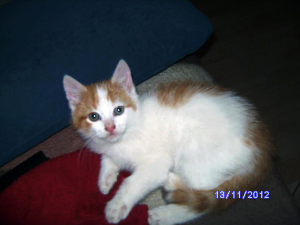 Stubentiger