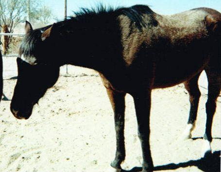 horsewoman_1060 3