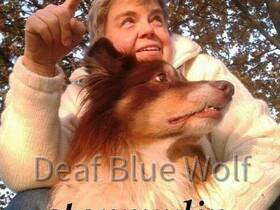 deaf_blue_wölfin