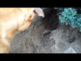 Samson - Digger Dog - Gräber Hund