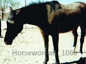 horsewoman_1060 3